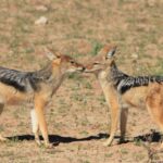 invazie de sacali in dolj si delta dunarii 400 de exemplare vor fi impuscate pentru limitarea pagubelor 69948110258bb