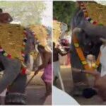 momente de panica la un festival religios din india un elefant a atacat un preot si l a aruncat in multime 69a1a232638d8