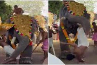 momente de panica la un festival religios din india un elefant a atacat un preot si l a aruncat in multime 69a1a232638d8