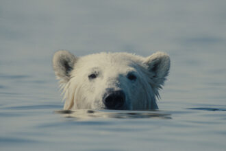 nuisance bear review transfixing study of polar bears in the canadian arctic reflects on the steep two way costs of human interaction 697ffc57bbbd0