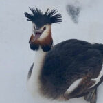 o pasare dintr o specie protejata a cazut in zbor si a fost salvata de politistii locali din bucuresti 69a28704045ad