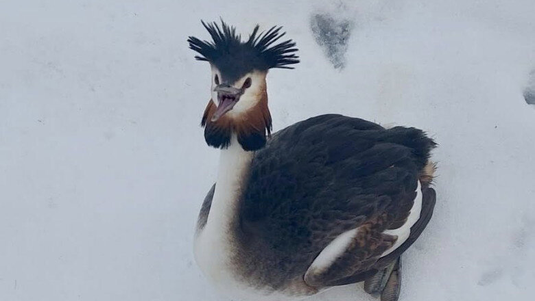 o pasare dintr o specie protejata a cazut in zbor si a fost salvata de politistii locali din bucuresti 69a28704045ad