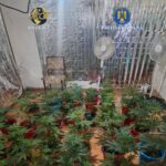 perchezitii antidrog in drobeta turnu severin si breznita ocol plante de canabis si droguri pregatite pentru vanzare ridicate de anchetatori 699dae97c255a