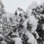 peste 100 de interventii ale pompierilor in bucuresti si ilfov copaci cazuti si zeci de masini avariate 699554017073b