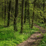 peste 2 500 de hectare de padure din covasna au revenit in proprietatea statului decizia instantei este definitiva 699f47a708a88