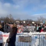 peste 700 de persoane protesteaza in fata parlamentului impotriva eutanasierii in masa a animalelor video 699b2f35e056a