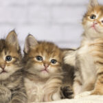 pisicile ar putea detine indicii vitale pentru tratamentul cancerului la oameni 699b83e4a6b60