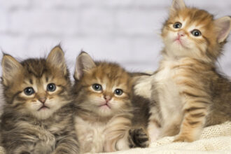 pisicile ar putea detine indicii vitale pentru tratamentul cancerului la oameni 699b83e4a6b60