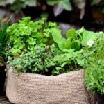 plante considerate sfinte in traditia populara de ce au fost numite asa inca din cele mai vechi timpuri 6992d41505545