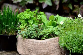 plante considerate sfinte in traditia populara de ce au fost numite asa inca din cele mai vechi timpuri 6992d41505545