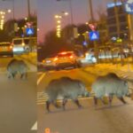 porci mistreti surprinsi pe o sosea aglomerata din baneasa scene neobisnuite in nordul capitalei video 69a147cbe1eb6