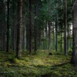 presa maghiara acuzatii dure romania a nationalizat paduri din tinutul secuiesc 699da65d47045