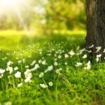 primavara vine mai devreme anm anunta o schimbare radicala de vreme zonele in care vor fi temperaturi de pana la 14 grade 699b1ce983e7e