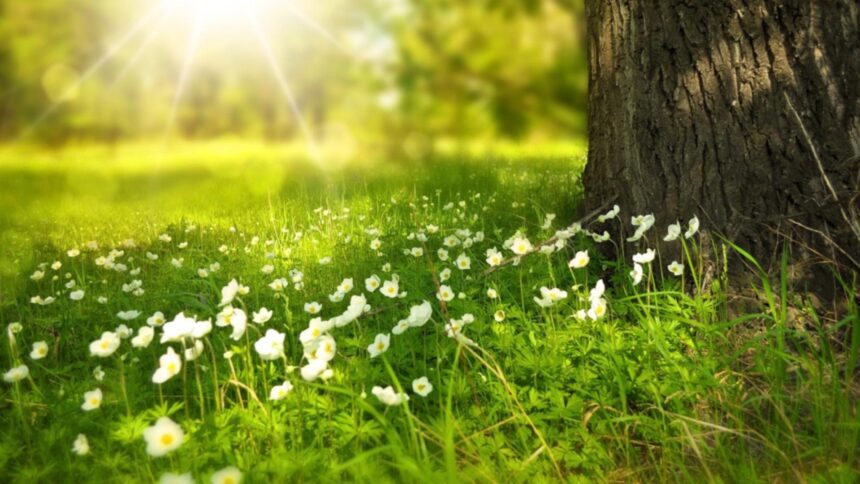 primavara vine mai devreme anm anunta o schimbare radicala de vreme zonele in care vor fi temperaturi de pana la 14 grade 699b1ce983e7e