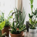 semnificatii surprinzatoare si legatura dintre plante si personalitate ce spun psihologii 6985ca8f09b1f