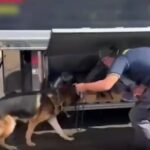 sofer roman prins cu 100 de kilograme de droguri marfa de aproape 3 milioane de euro ascunsa in tir 698c3804ce923