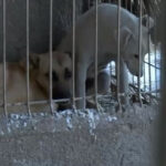 sub blanita cateilor am gasit nenorocire toti cainii schingiuiti au fost preluati din adapostul privat de la suraia 6995db465dcd6