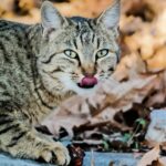 sute de exemplare de pisica salbatica identificate in fondul cinegetic din buzau specia este protejata fiind interzisa prin lege comercializarea acestor feline 699d5a3059d58