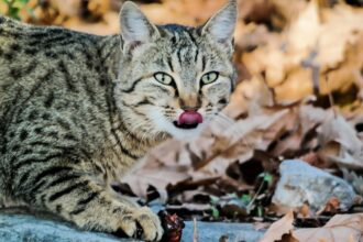 sute de exemplare de pisica salbatica identificate in fondul cinegetic din buzau specia este protejata fiind interzisa prin lege comercializarea acestor feline 699d5a3059d58