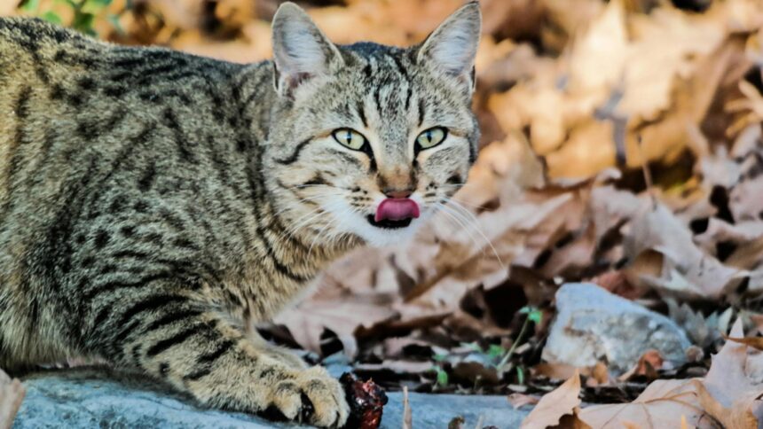 sute de exemplare de pisica salbatica identificate in fondul cinegetic din buzau specia este protejata fiind interzisa prin lege comercializarea acestor feline 699d5a3059d58