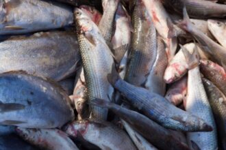 teleorman o tona de peste in portbagaj l a trimis direct in arest 697e7368c1e65