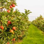 temperatura ideala pentru stropirea pomilor in februarie secretul unei livezi sanatoase fara insecte 698c4d21b58ac