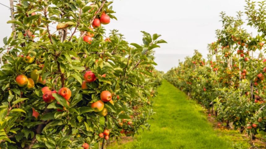 temperatura ideala pentru stropirea pomilor in februarie secretul unei livezi sanatoase fara insecte 698c4d21b58ac