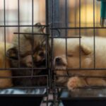 trei persoane sub control judiciar in cazul adapostului de caini din vrancea 699352b9ba60e