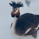 un corcodel mare specie protejata salvat de un politist local in bucuresti probabil a cazut din cauza epuizarii sau a vremii 699ea2556dba7