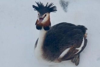 un corcodel mare specie protejata salvat de un politist local in bucuresti probabil a cazut din cauza epuizarii sau a vremii 699ea2556dba7