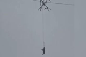 un fermier a lasat un sat fara curent 10 ore dupa ce a incercat sa transporte porci cu o drona video 698852f789949