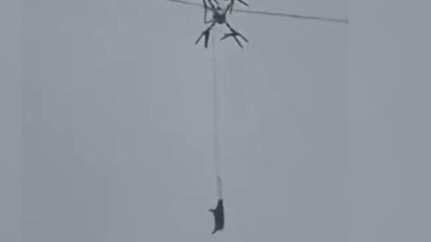 un fermier a lasat un sat fara curent 10 ore dupa ce a incercat sa transporte porci cu o drona video 698852f789949