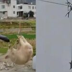 un sat intreg a fost lasat in bezna de un porc zburator video 698e3f0ac0f4b