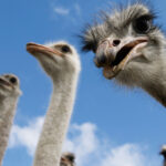 video afacere fictiva cu struti in valcea client inselat dupa ce a platit mii de lei pentru pasari pe care nu le a mai primit 699ffc2137a42