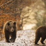 video indiferent unde mergeai era plin orasul care a castigat lupta cu ursii cum au fost descurajate animalele sa se mai apropie de case 6992e2baea562