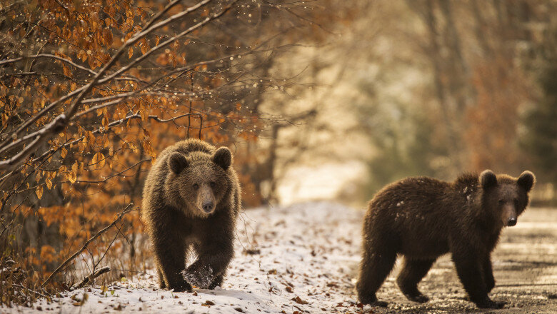 video indiferent unde mergeai era plin orasul care a castigat lupta cu ursii cum au fost descurajate animalele sa se mai apropie de case 6992e2baea562