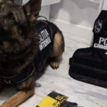 video nino cainele care a gasit 2 kilograme de cocaina ingropate sub un strat gros de zapada politist a fost o provocare pentru noi 6999e863f27b4