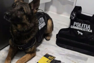 video nino cainele care a gasit 2 kilograme de cocaina ingropate sub un strat gros de zapada politist a fost o provocare pentru noi 6999e863f27b4