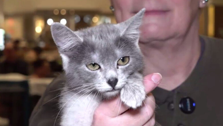 video pisica transilvana prima rasa romaneasca recunoscuta si omologata international 699b0b062a90b