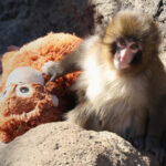 videofoto tragedia maimutei punch de ce isi abandoneaza animalele puii 699dbc15c2e73