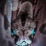 cercetatorii au descoperit fosilele unui sarpe monstruos ar putea fi cel mai mare din istorie cati metri avea reptila 69a945e00f0a5