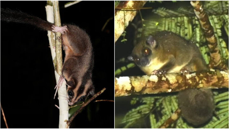 doua specii considerate disparute de mii de ani redescoperite intr o padure tropicala din papua de vest 69afdcbcd0e83