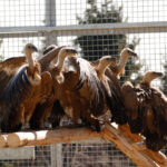 foto vulturii suri revin in romania dupa mai bine de 70 de ani primele 25 de exemplare au ajuns in masivul fagaras 69afa5d51051d