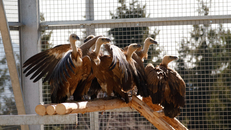 foto vulturii suri revin in romania dupa mai bine de 70 de ani primele 25 de exemplare au ajuns in masivul fagaras 69afa5d51051d