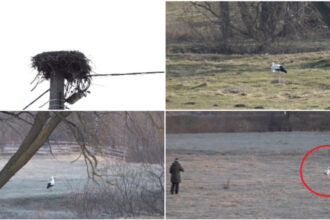 video povestea lui gobi barza care si a petrecut iarna intr un sat din judetul covasna localnicii au adoptat o parca am un copil 69b16b2478de9